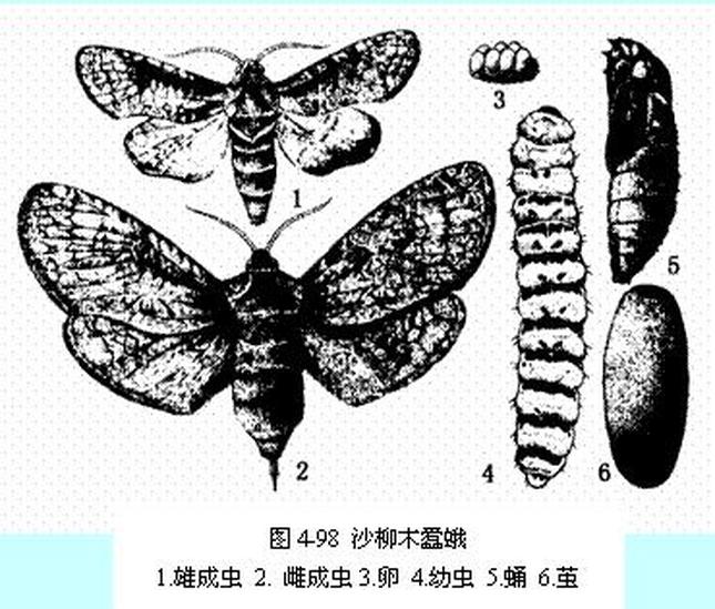 沙柳木蠹蛾