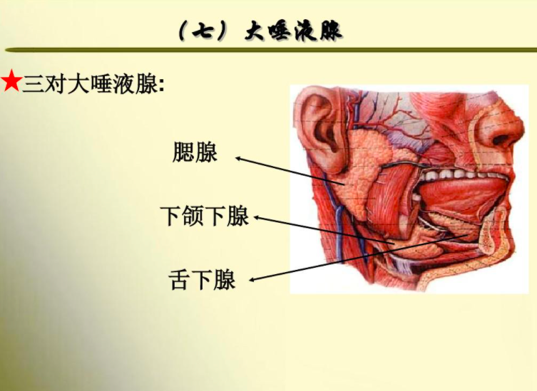 大唾液腺