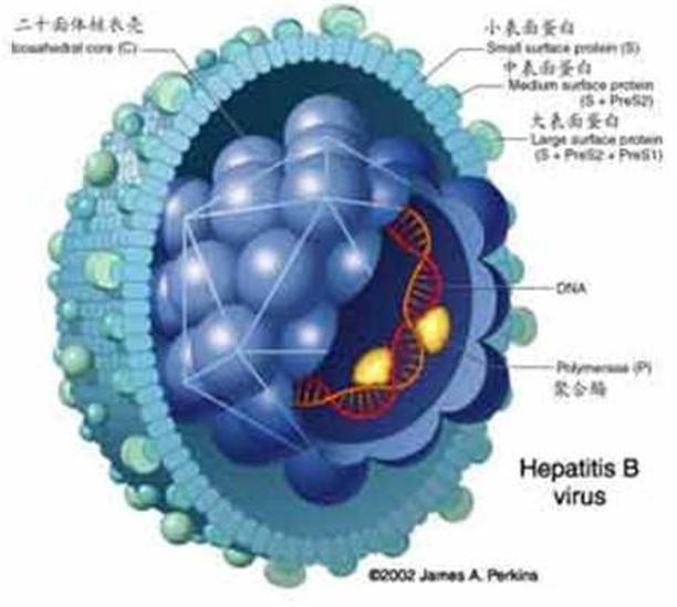 外膜蛋白