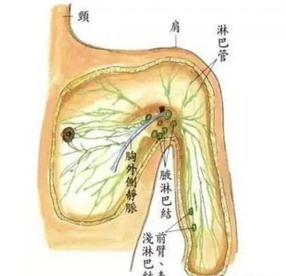 淋巴毒素