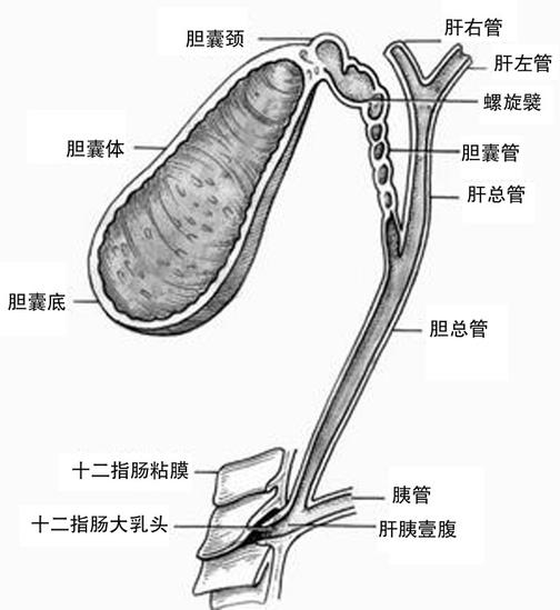 膽囊收縮素