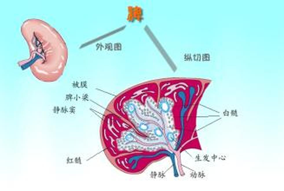 脾竇