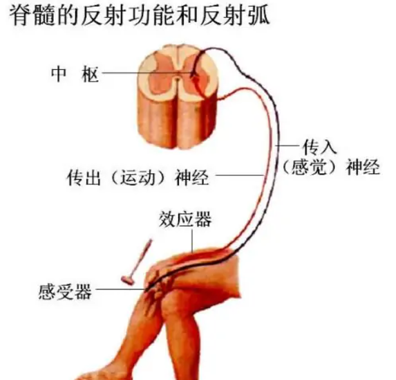 非條件反射