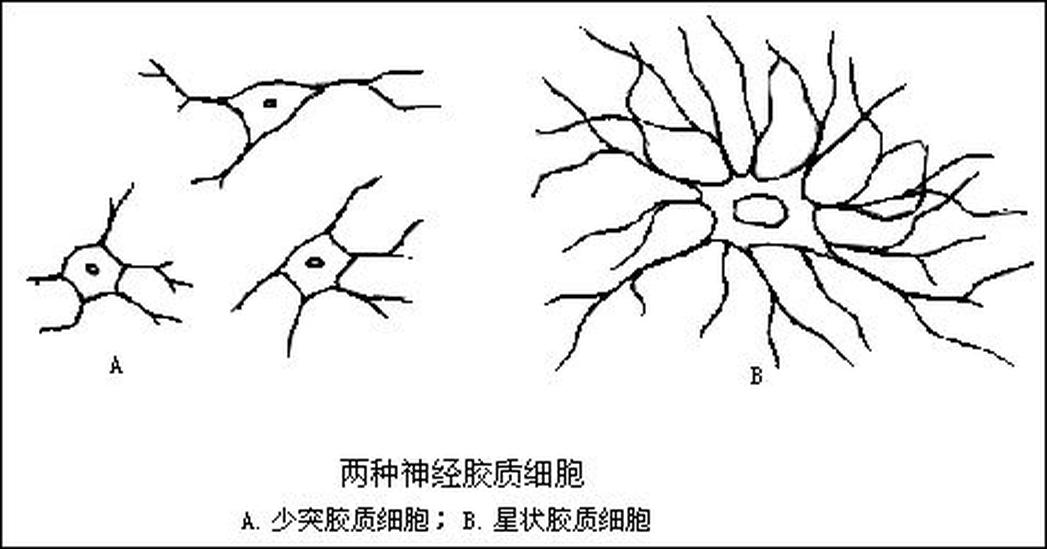 星狀膠質(zhì)細(xì)胞