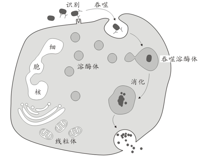 單核吞噬細(xì)胞