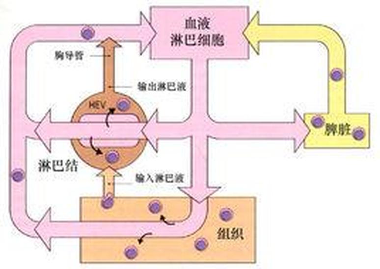 淋巴細(xì)胞再循環(huán)