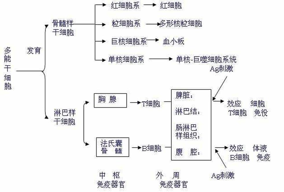 中樞免疫器官