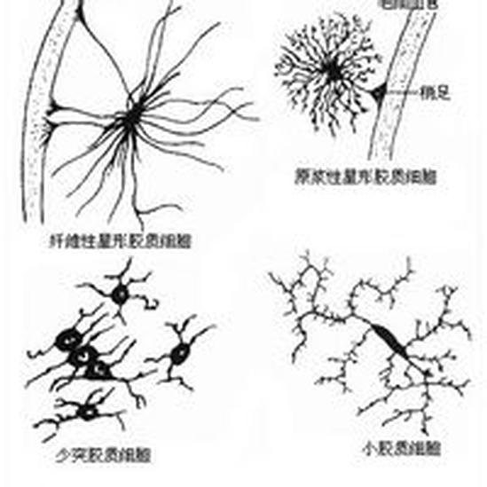 施旺細(xì)胞