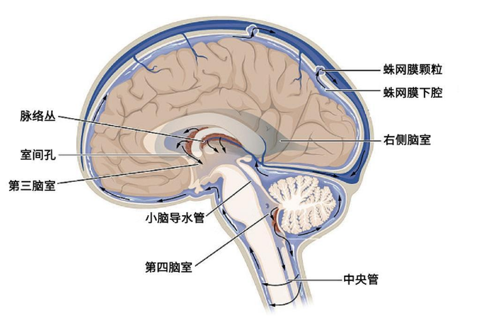 蛛網(wǎng)膜