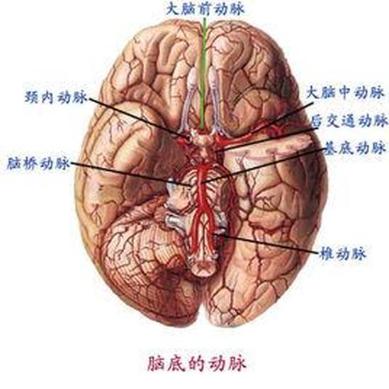 中樞神經(jīng)元