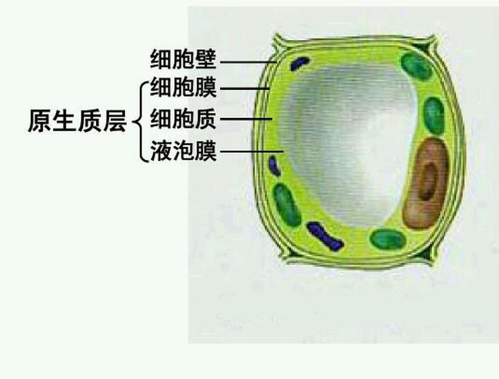 核原生質(zhì)