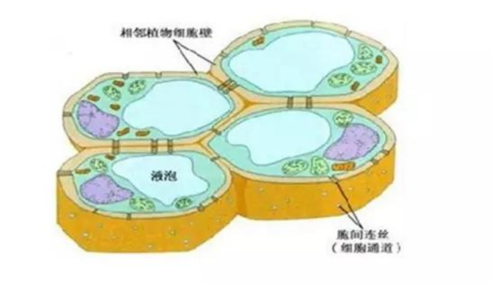 細(xì)胞液