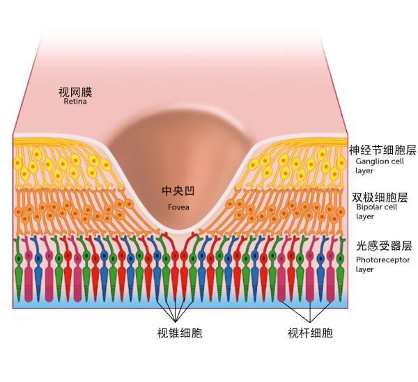 神經(jīng)節(jié)細(xì)胞