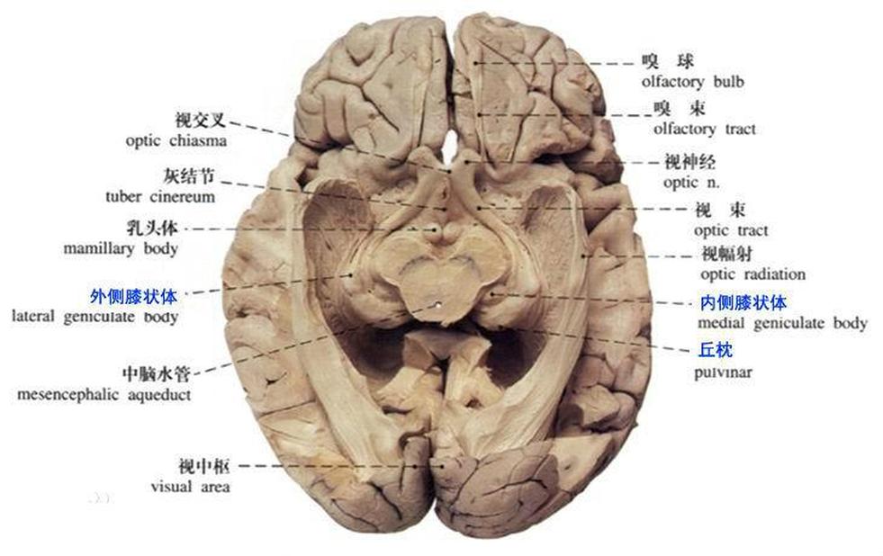 外側(cè)膝狀體