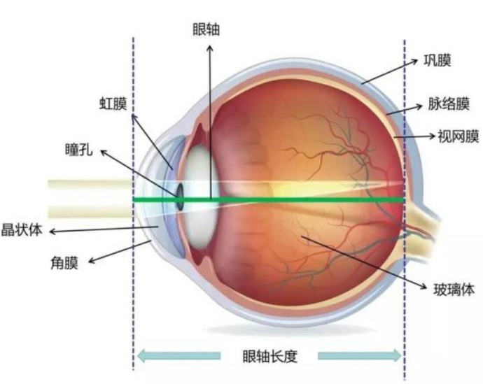 眼軸