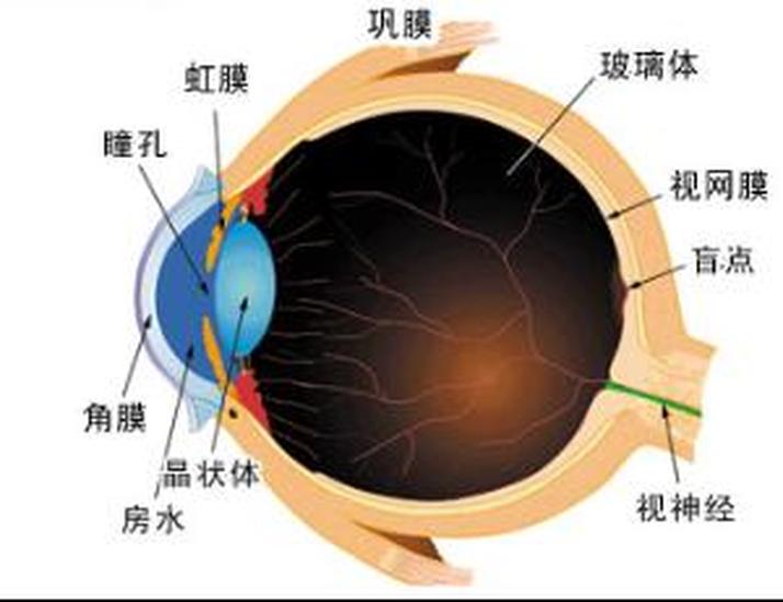 眼內(nèi)壓