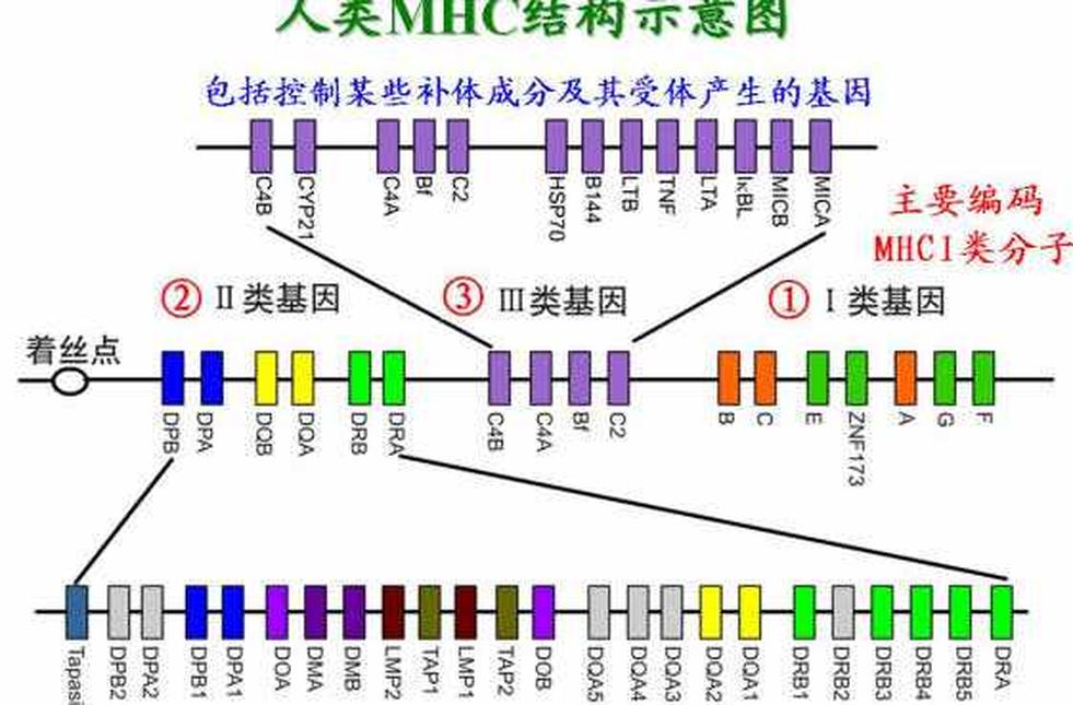 主要組織相容性復(fù)合體