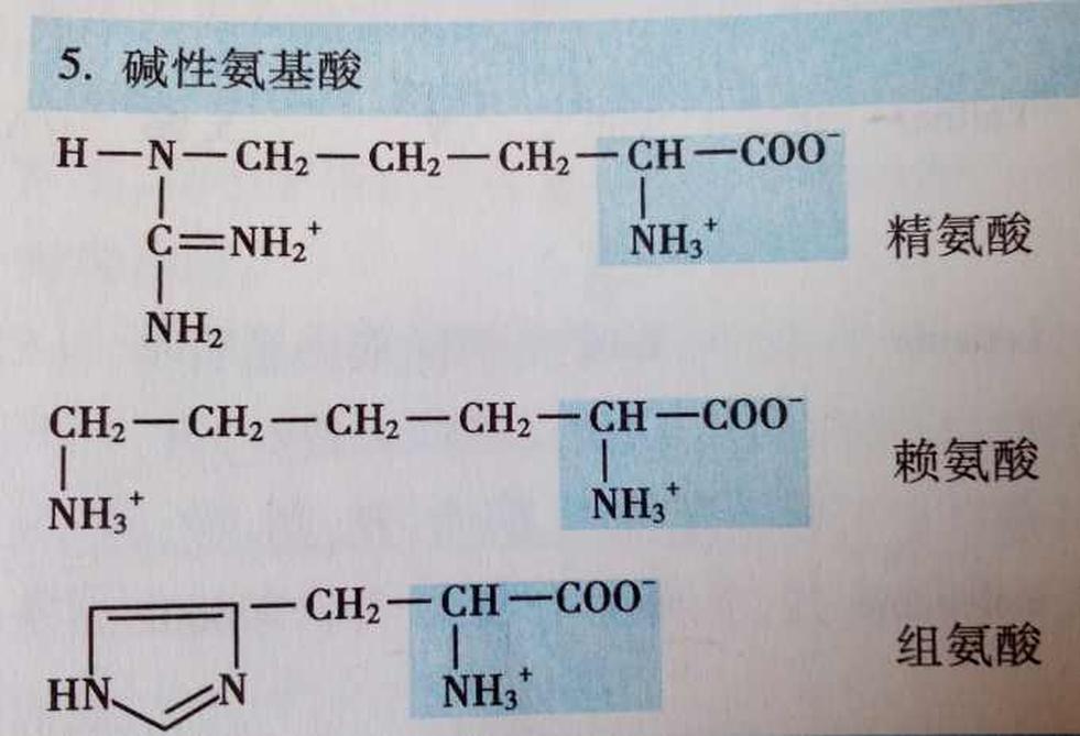 堿性氨基酸