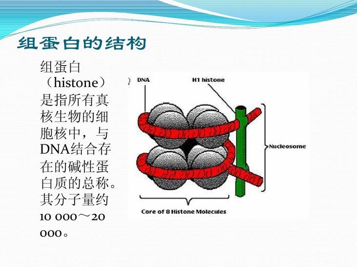 組蛋白