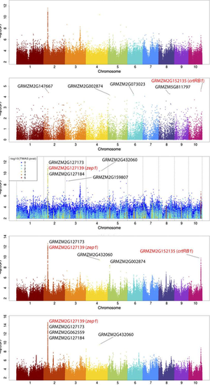 GWAS