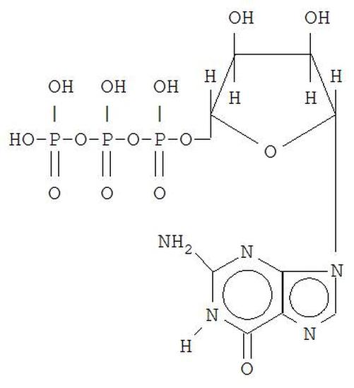 三磷酸鳥苷