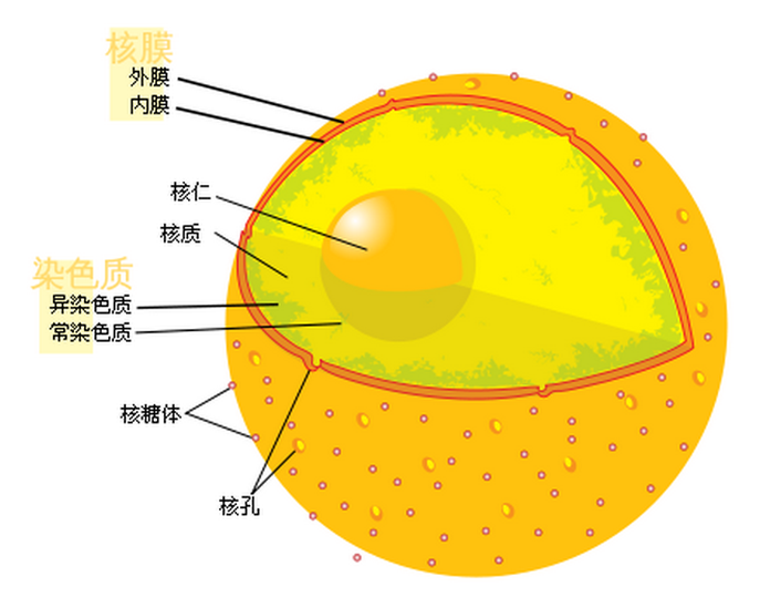 核膜