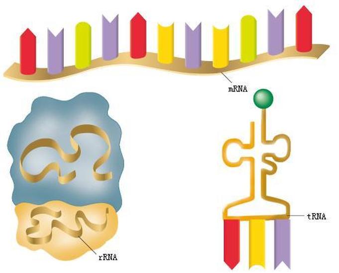 信使RNA