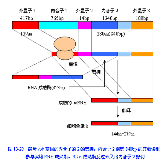 內含子