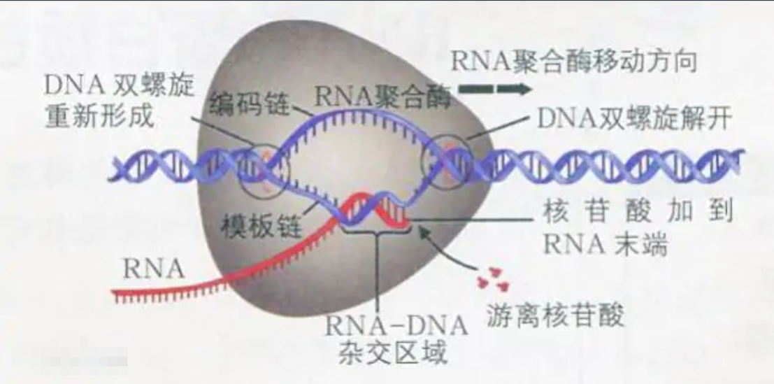 編碼鏈