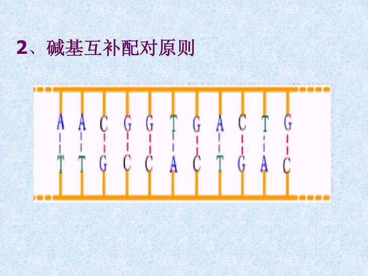 堿基互補配對原則