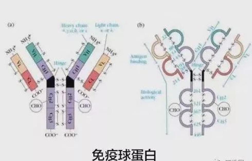 免疫球蛋白重鏈