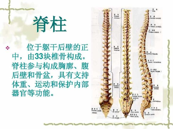 脊柱