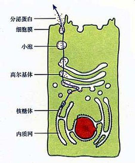 細胞運輸