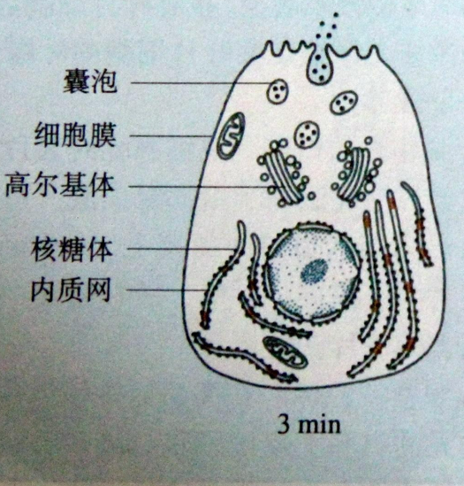 囊泡