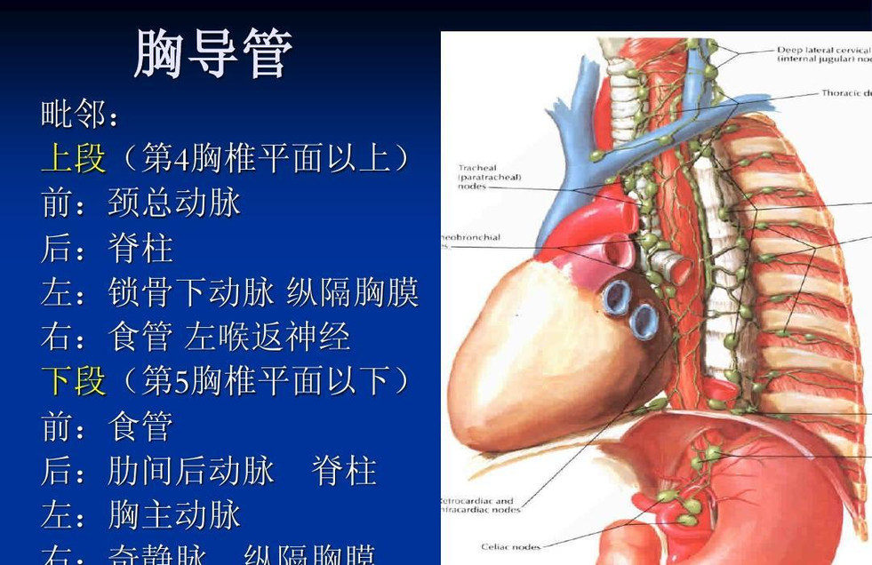 胸導(dǎo)管