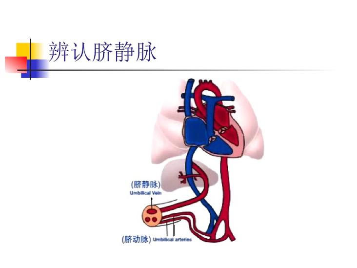 臍靜脈