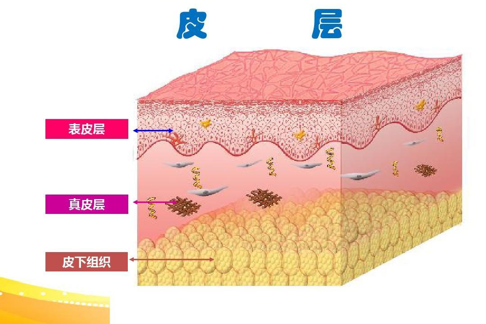 真皮層