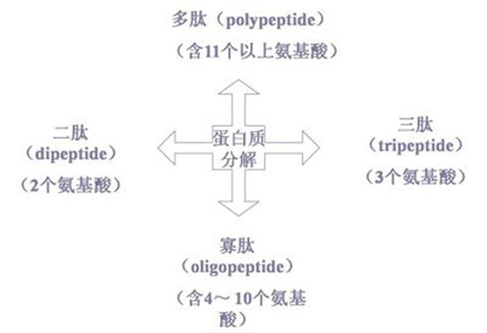 生物活性肽