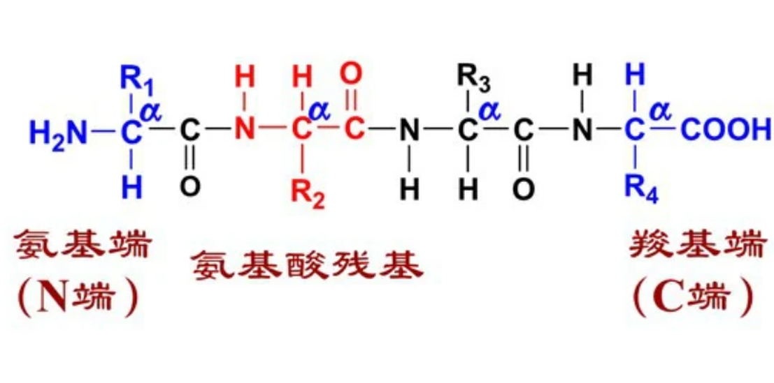 肽鏈