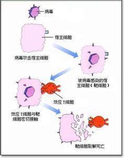 效應(yīng)細(xì)胞