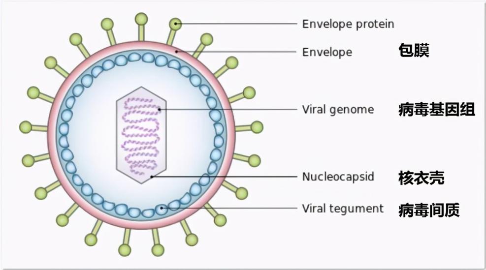 包膜病毒