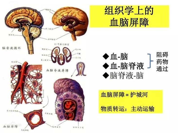 血腦屏障