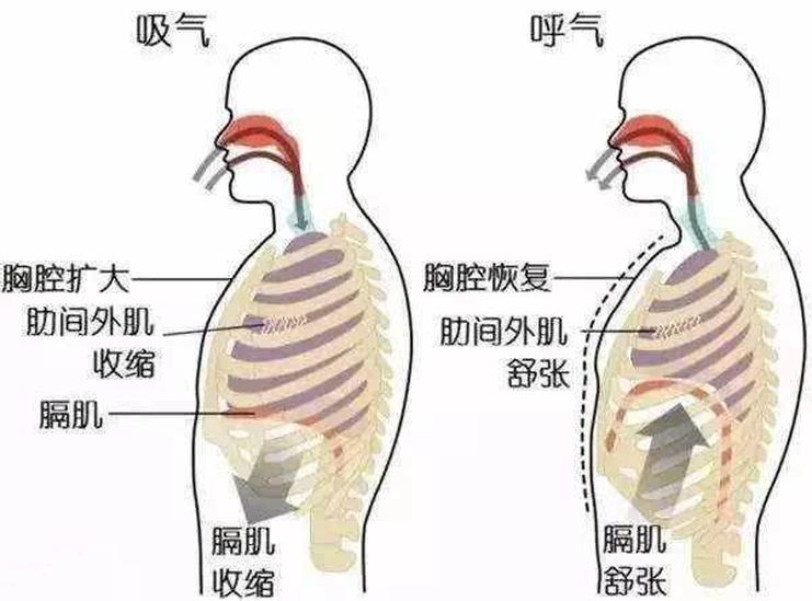 胸式呼吸