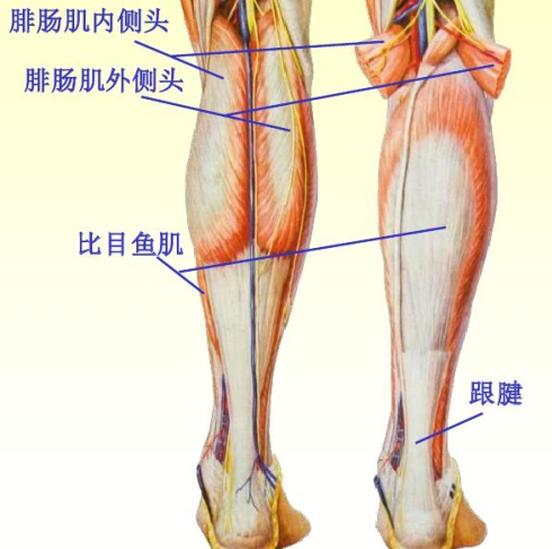 腓腸肌