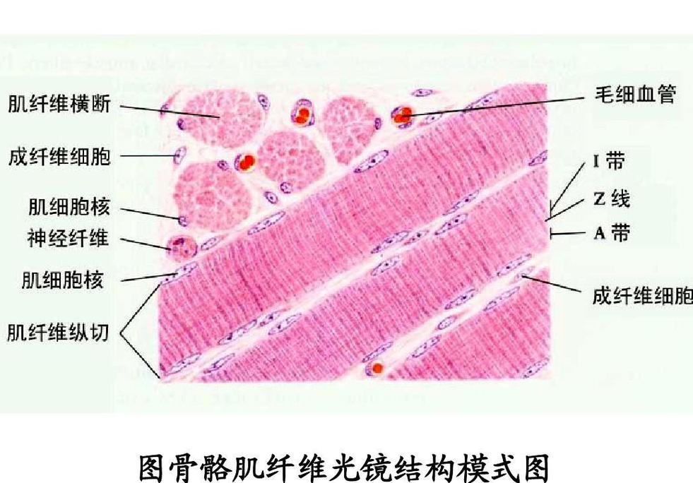 骨骼肌纖維