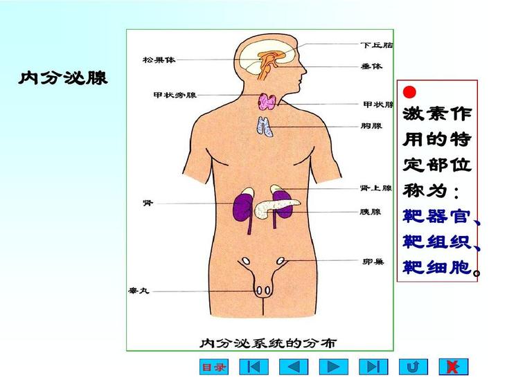 靶器官