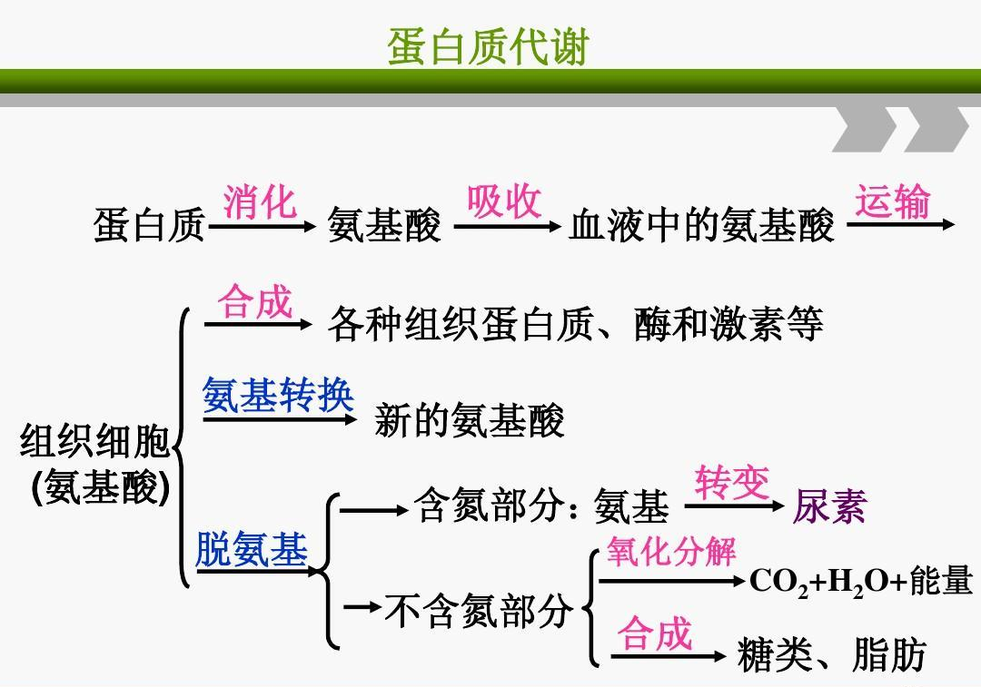 蛋白質(zhì)代謝