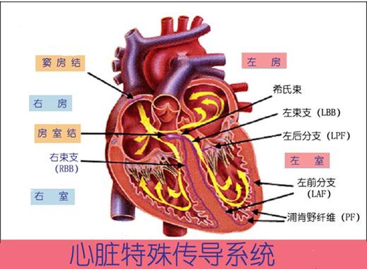 心臟特殊傳導(dǎo)系統(tǒng)