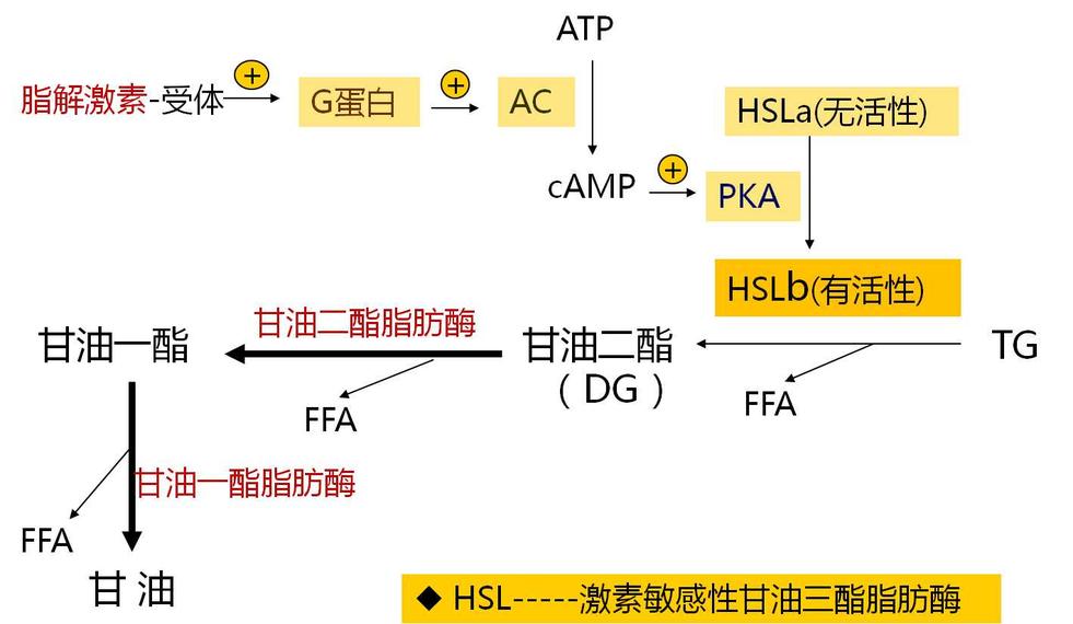 脂肪動(dòng)員