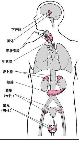 內(nèi)分泌系統(tǒng)